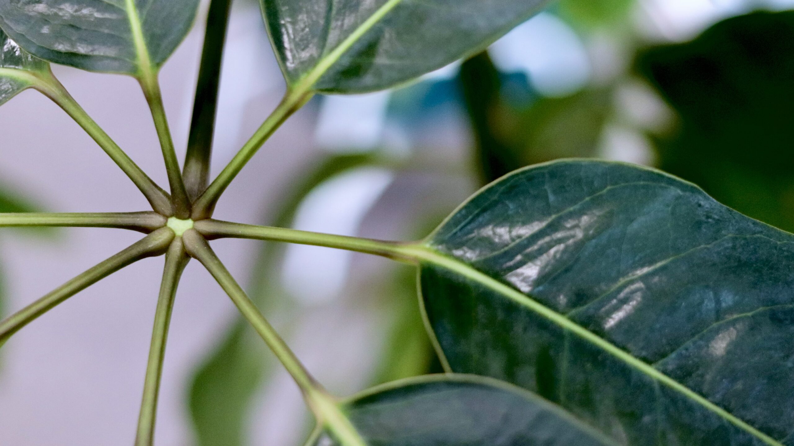 Viherkasvi lähikuvassa, lehdet muodostavat kasvin kiinnityskohtaan pienen sydämen.