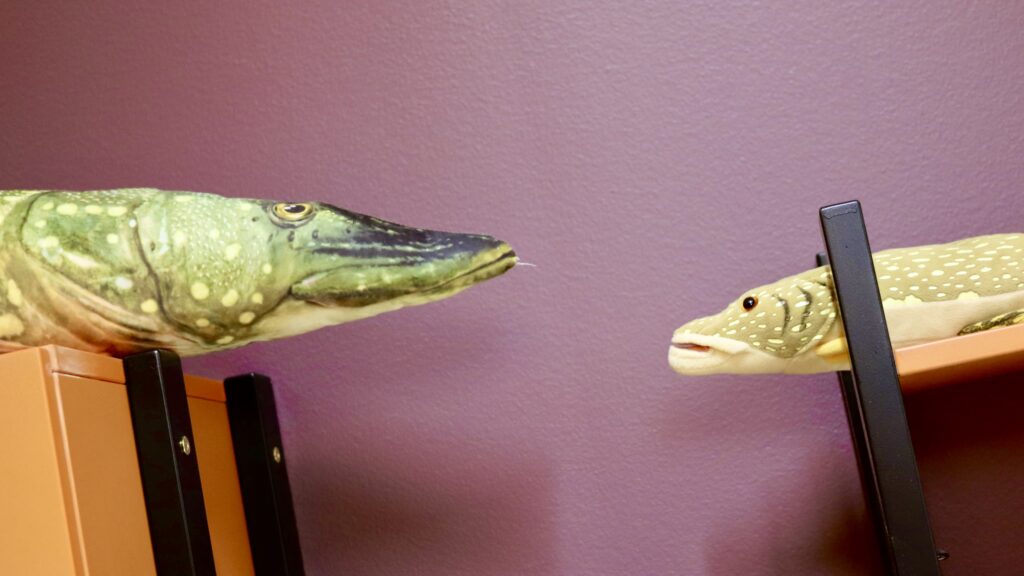 Kaksi pehmohaukea kirjahyllyissä.