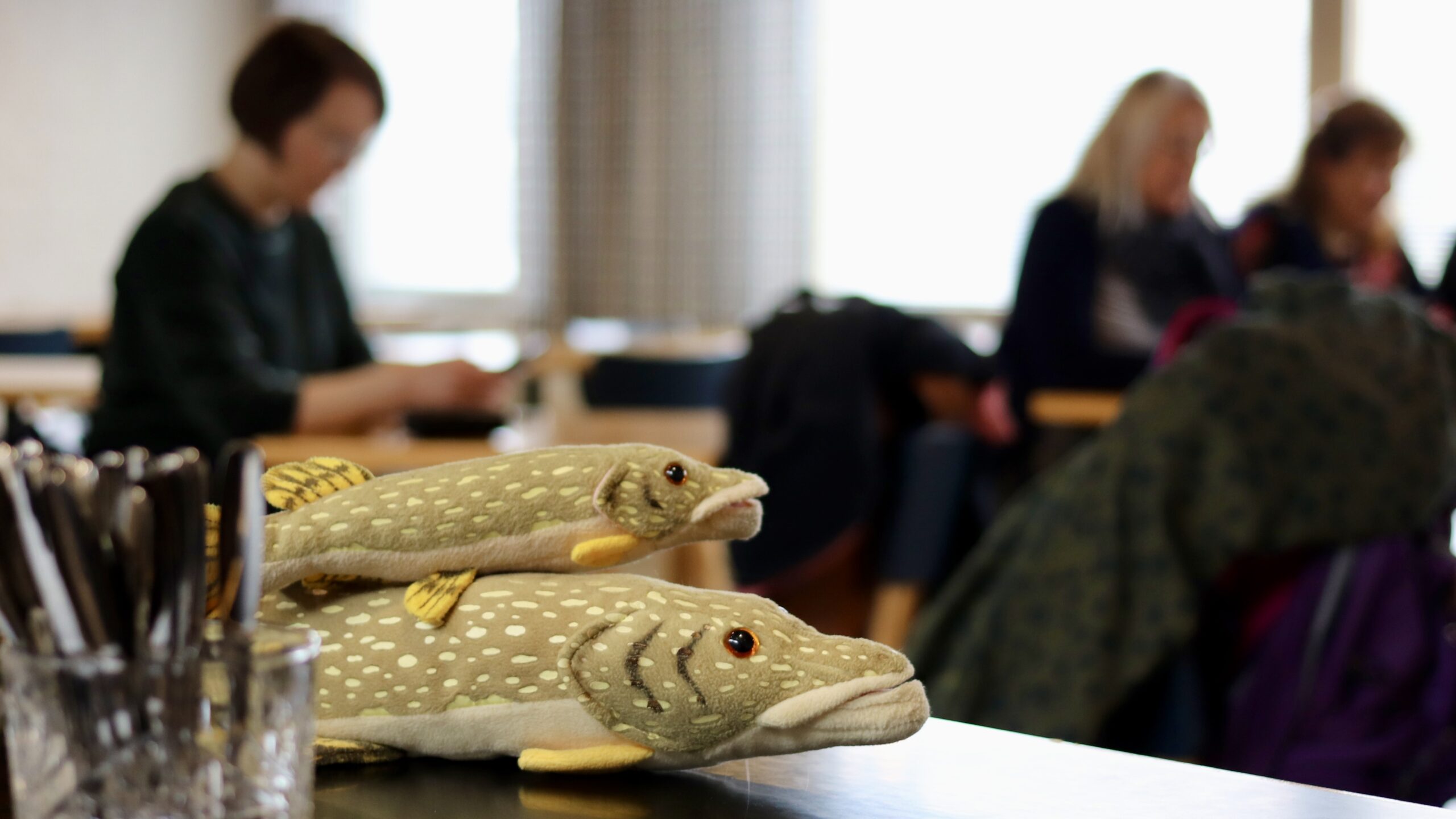 Kaksi haukea pöydällä. Taustalla ihmisiä