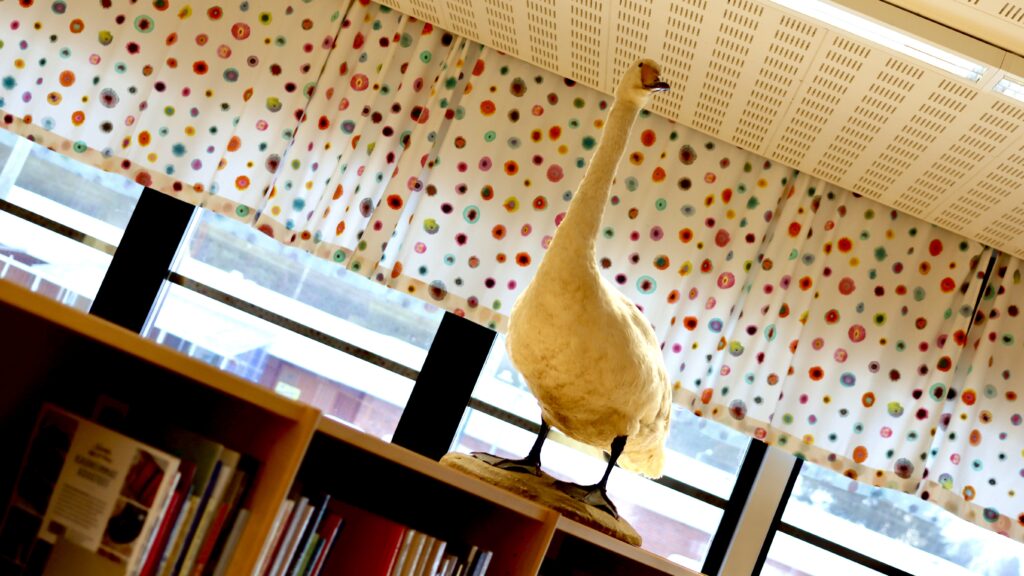 Täytetty joutsen kirjahyllyn päällä Pihtiputaan kirjastossa.